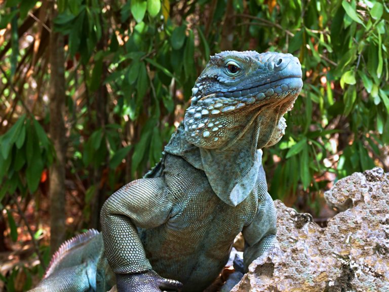 Endangered Grand Cayman blue iguana - visiting the Cayman Islands while pregnant