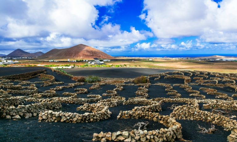 The vineyards of La Geria in Lanzarote with their distinctive horseshoe shaped protective stones - seeing the cellars is an unexpectedly fun thing to do in Lanzarote with kids
