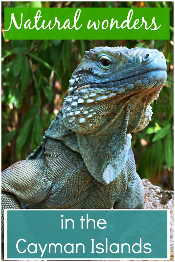 Discovering nature in the Cayman Islands - natural treasures from blue iguanas to tiny butterflies, as well as the wonderful marine life.