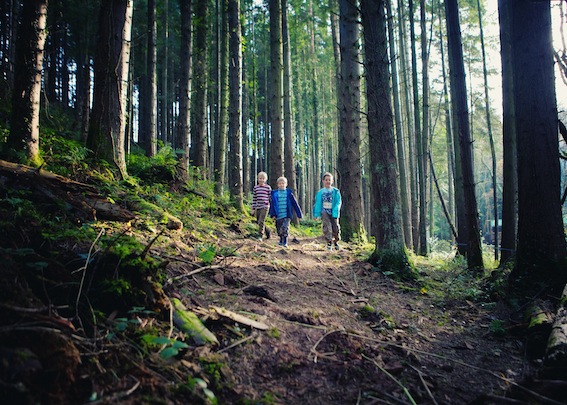 Children walking in the woods at Bluestone in Pembrokeshire
