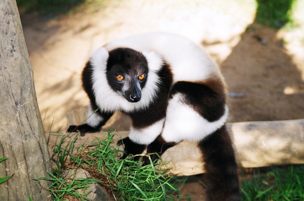 Black and white ruffed lemur on a log in Madagascar