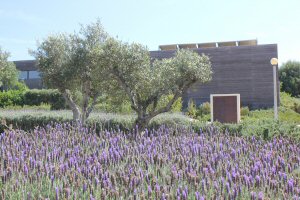 View across the lavender near the spa at Martinhal resort in the Algarve - exploring Martinhal resort with a baby