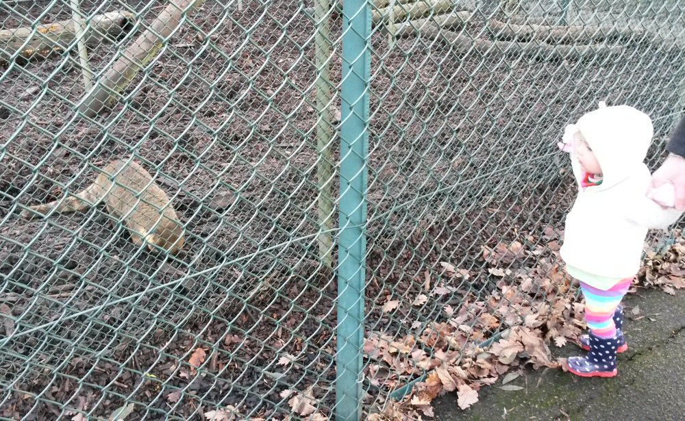 My daughter looks at a coati in Golders Hill Park zoo - one of the free zoos in London