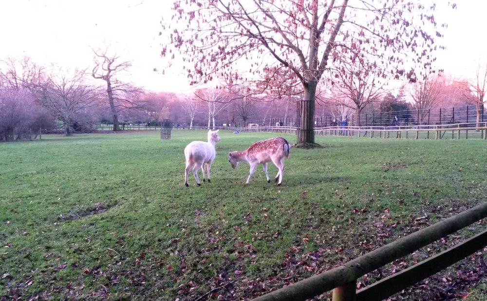 Deer roaming at Golders Hill Park zoo - one of the free zoos in London