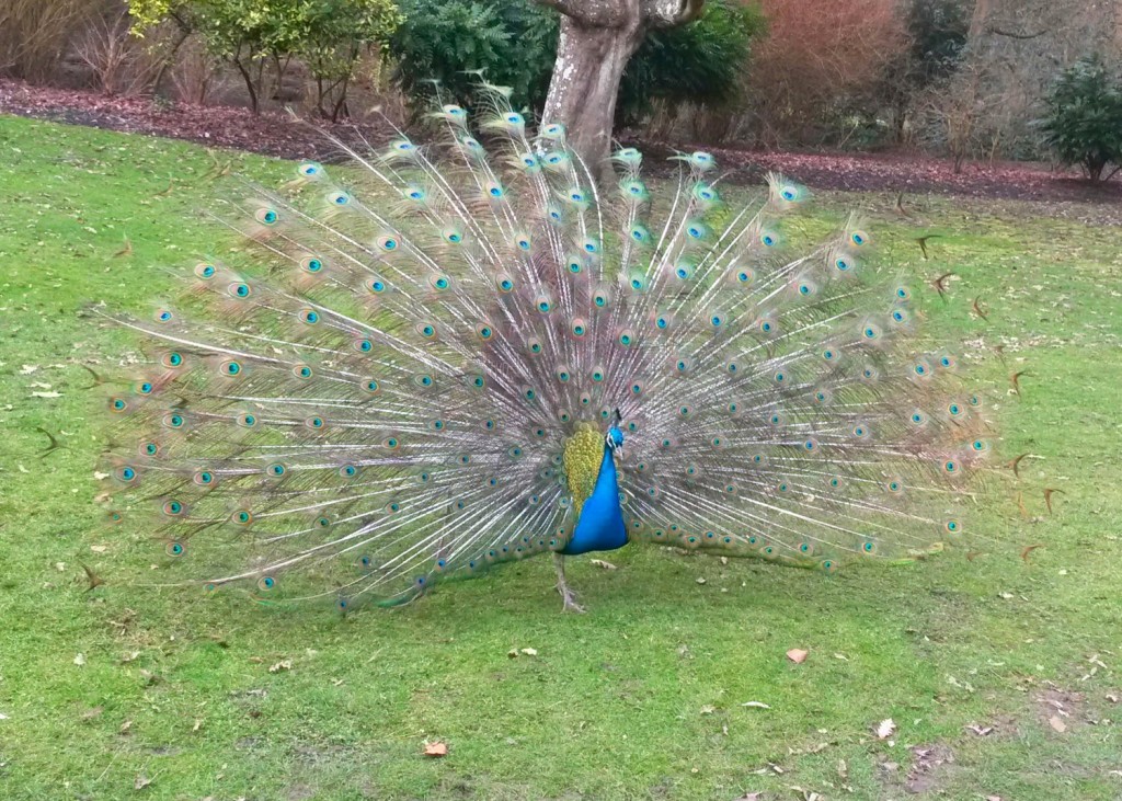Shot of one of the peacocks in the grounds - discovering Leeds castle facts and meeting the Leeds Castle peacocks in Kent