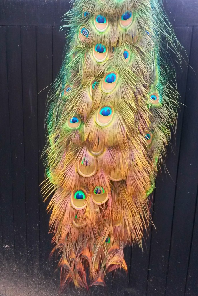 Close up of the feathers on a peacock tail - discovering Leeds castle facts and meeting the Leeds Castle peacocks in Kent