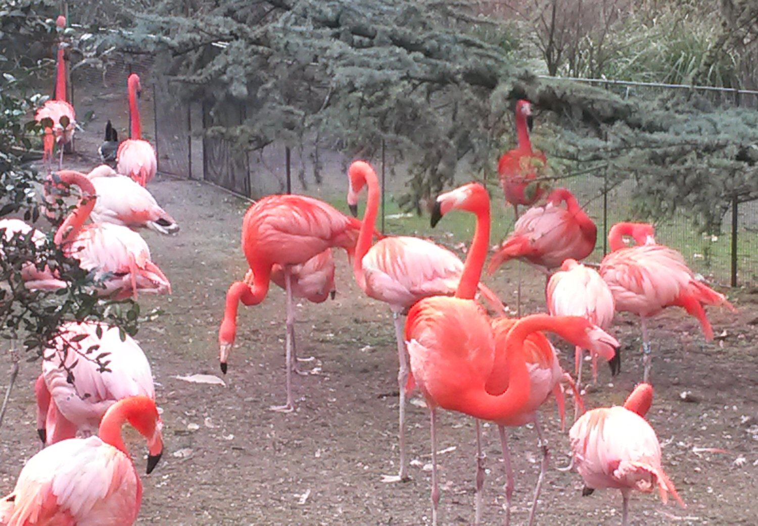 Bright flamingos at the little zoo in the Jardin des Plantes - the best parks in Paris with kids