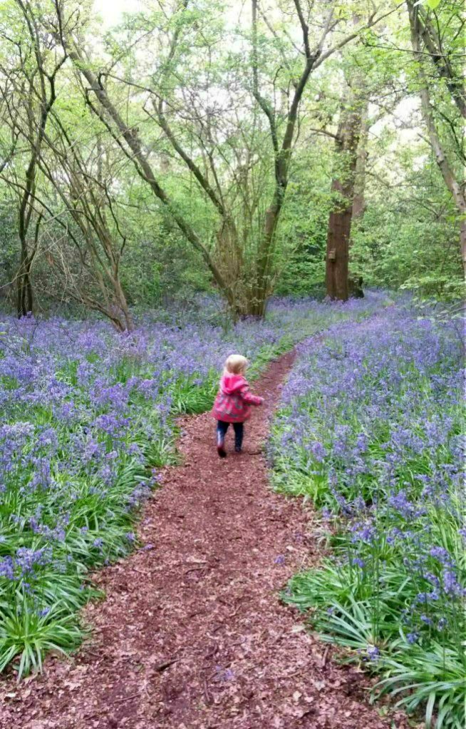 My toddler daughter runs along the path between the bluebells in Perivale Wood