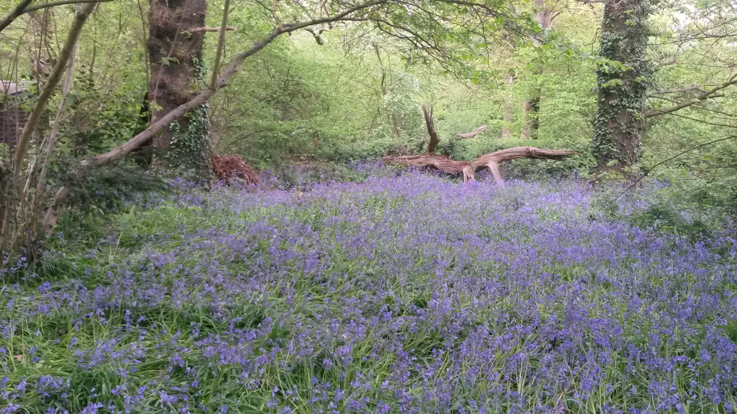 Bluebells under the trees at Perivale Wood