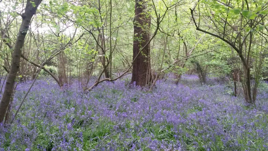 Perivale Wood bluebell walk