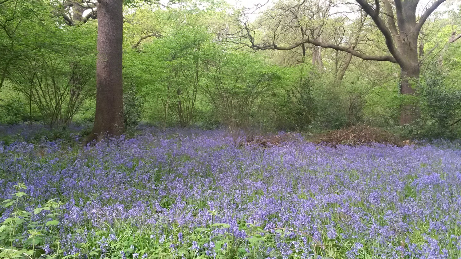 A sea of bluebells at Perivale Wood