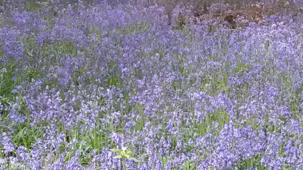 Close-up of bluebells at Perivale Wood