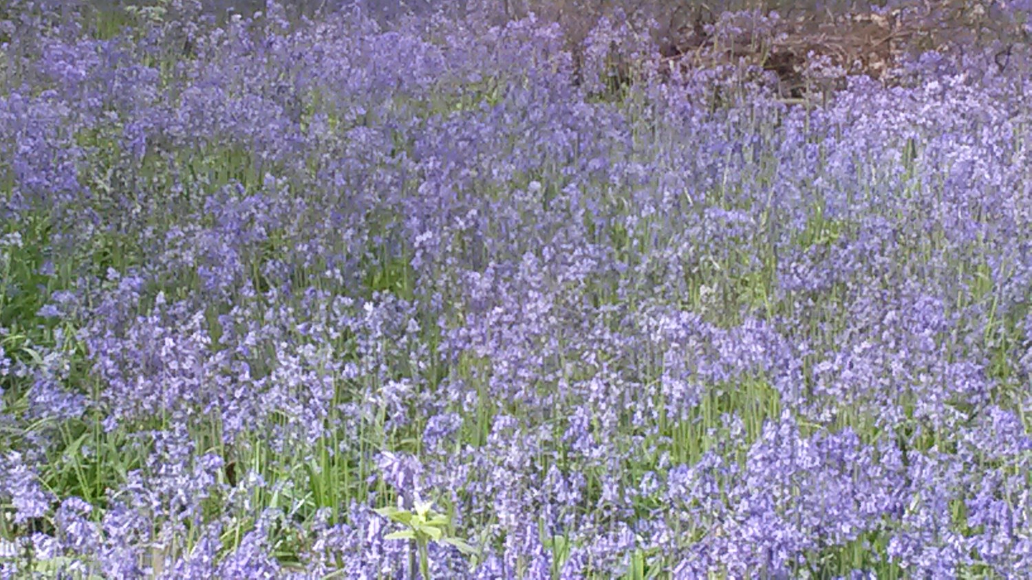 Close-up of bluebells at Perivale Wood