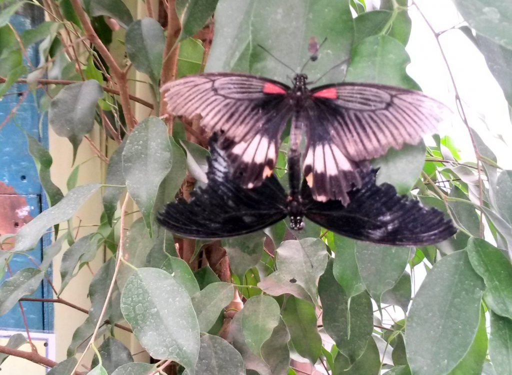 Pair of butterflies at Hanwell Zoo