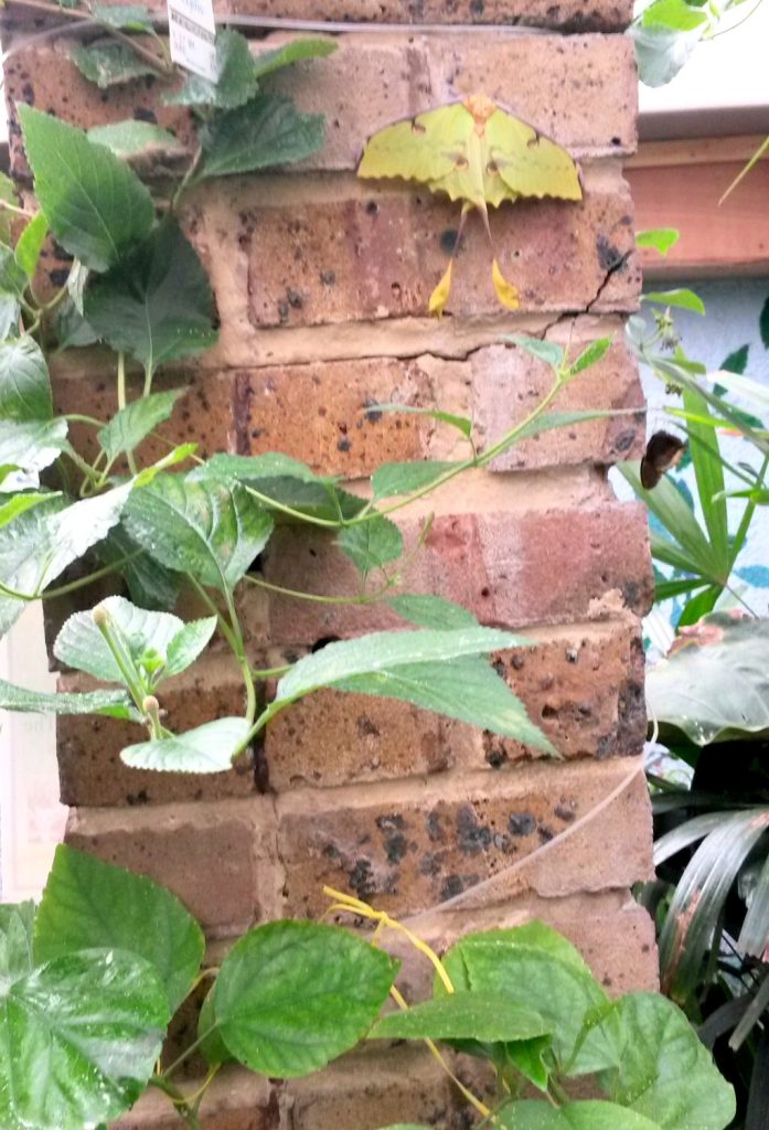Camouflaged butterfly on a wall at Hanwell Zoo