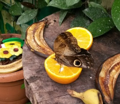 Butterfly on an orange at Hanwell zoo