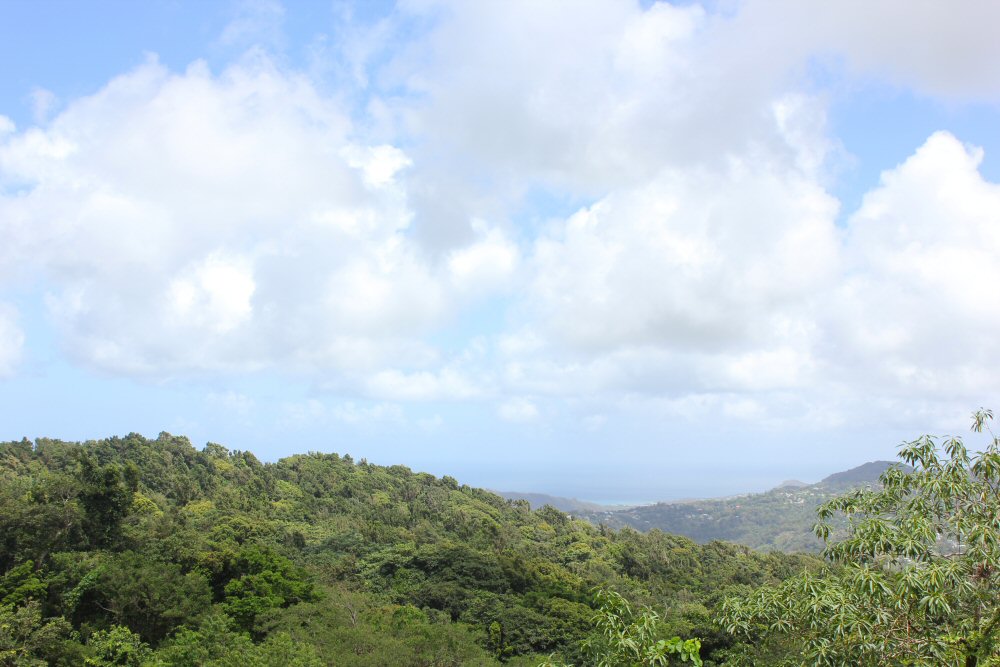 View of the rainforest from the Sky Tram at Babonneau before I headed out on to zipline St Lucia