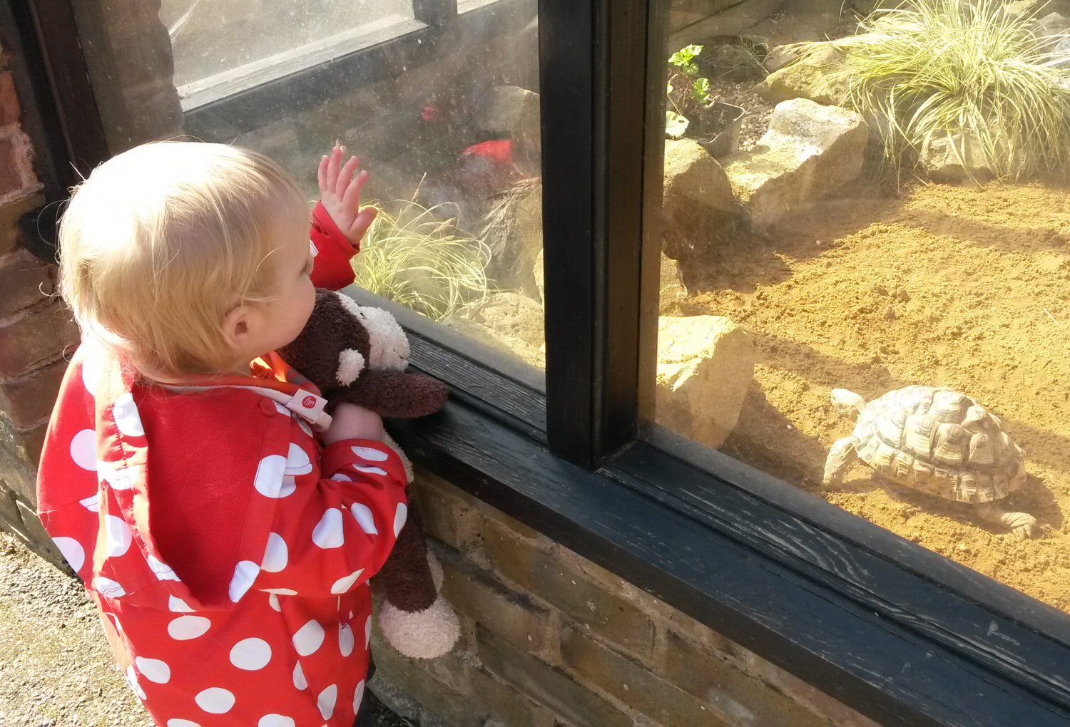My toddler daughter with toy monkey looking at one of the tortoises at Hanwell Zoo