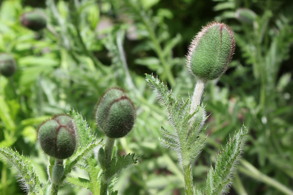 Close up of seed pods on a plant at the Glasgow botanic gardens