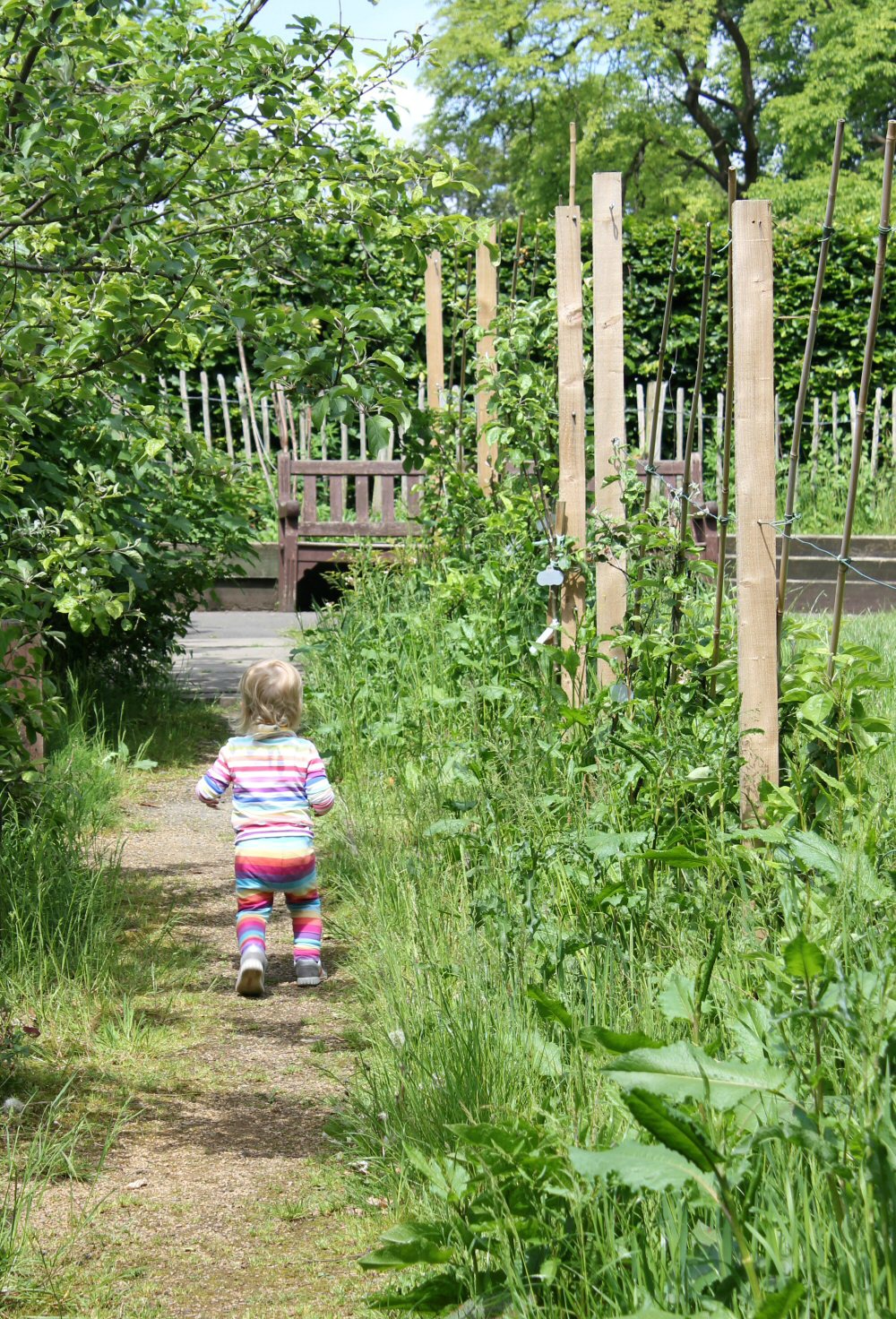 My toddler daughter runs along a path between plants in the Glasgow botanic gardens