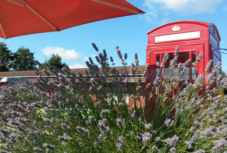 Lavender by a red phone box on the Potter's Suffolk resort site