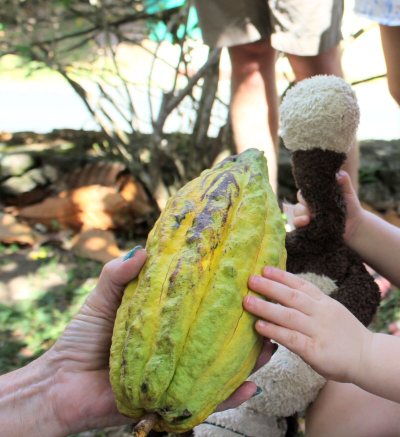 My toddler on a tree to bar tour with a cacao pod - discovering chocolate in St Lucia