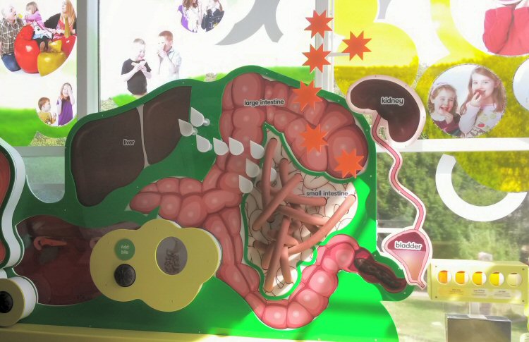 Display on the workings on the human body at Eureka - visiting with toddlers