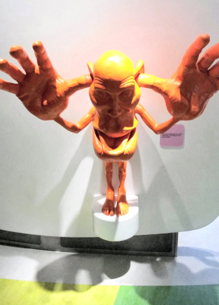 Oddly shaped model of a person showing the body's most sensitive areas at Eureka National Children's Museum