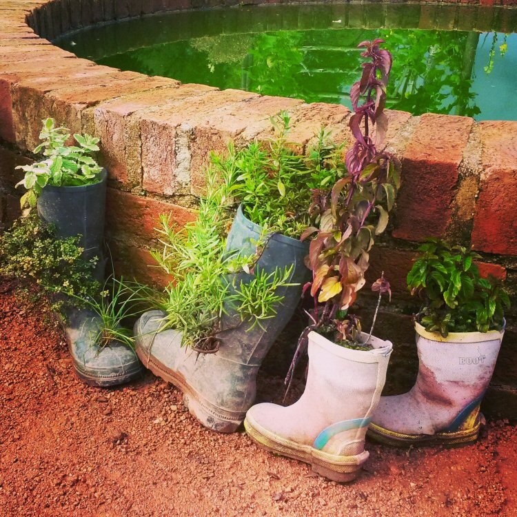 Wellies used as flowerpots at Packwood House National Trust property in Warwickshire