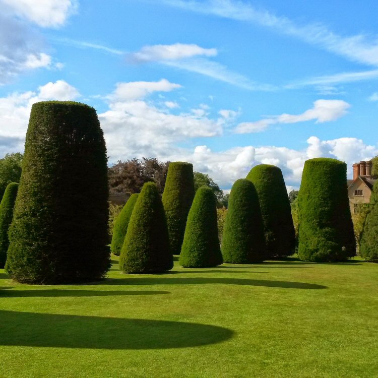 Yews in the gardens at Packwood House National Trust property in Warwickshire