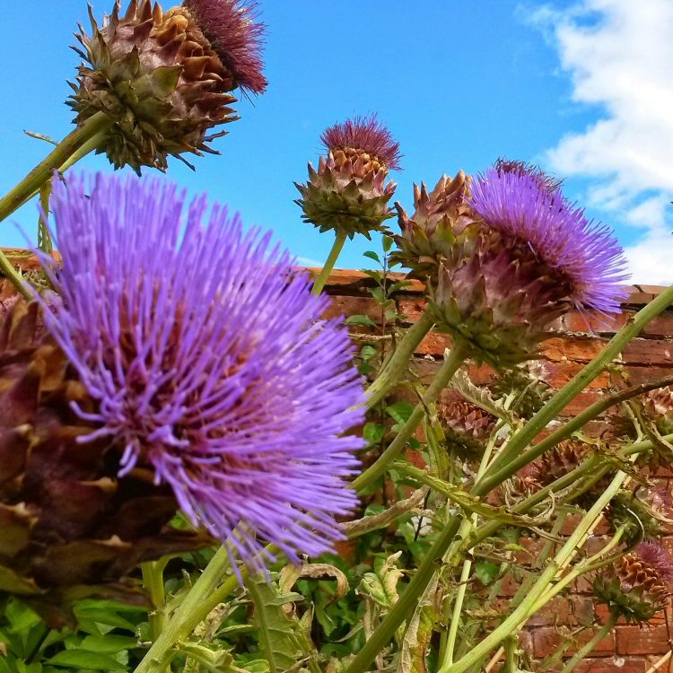 Purple flowers in the kitchen garden at Packwood House National Trust property in Warwickshire