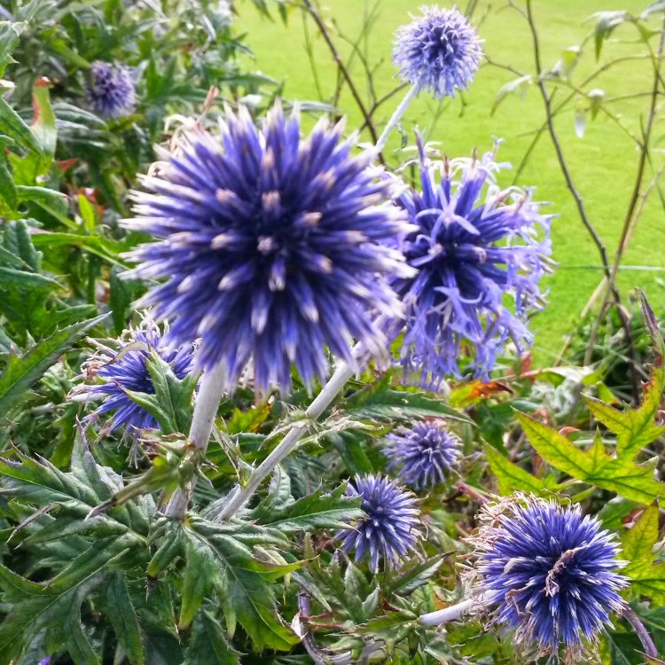 Chive flowers in the kitchen gardens at Packwood House National Trust property in Warwickshire