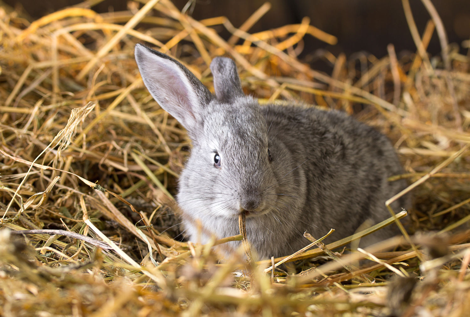 Grey rabbit sitting on straw in a hutch - our day out going to hug a bunny at Easton Farm Park in Suffolk