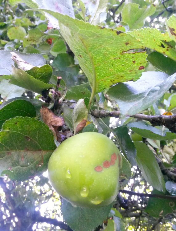Apples on the trees in the garden at Satis House Hotel, Yoxford