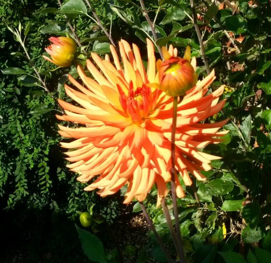 Bright orange flower in the garden at Satis House Hotel, Yoxford