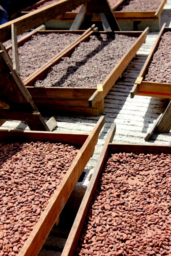 Cacao pods roasting in the sun at Boucan by Hotel Chocolat, on our chocolate-making tour