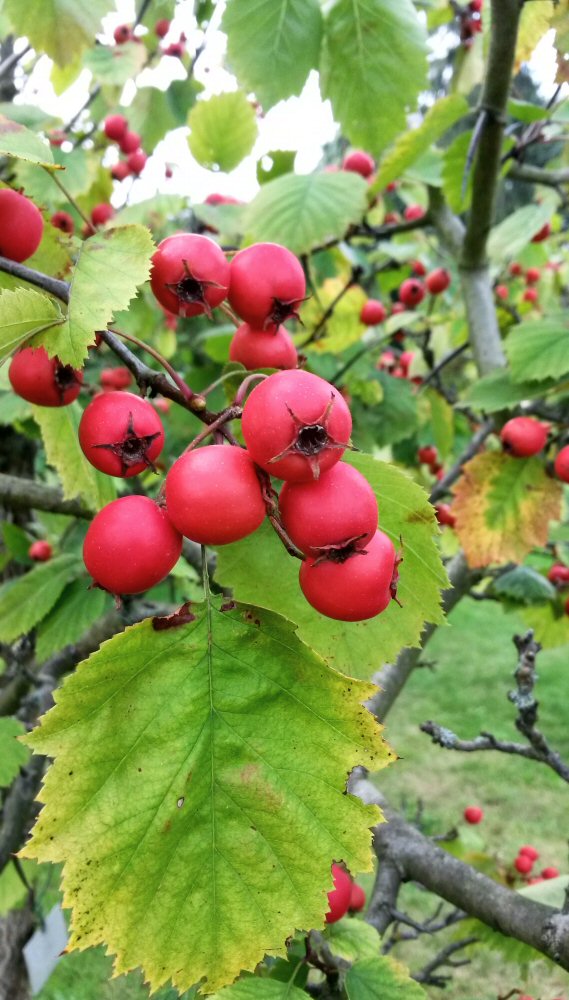 Red berries as the summer ends at Kew Gardens in autumn begins
