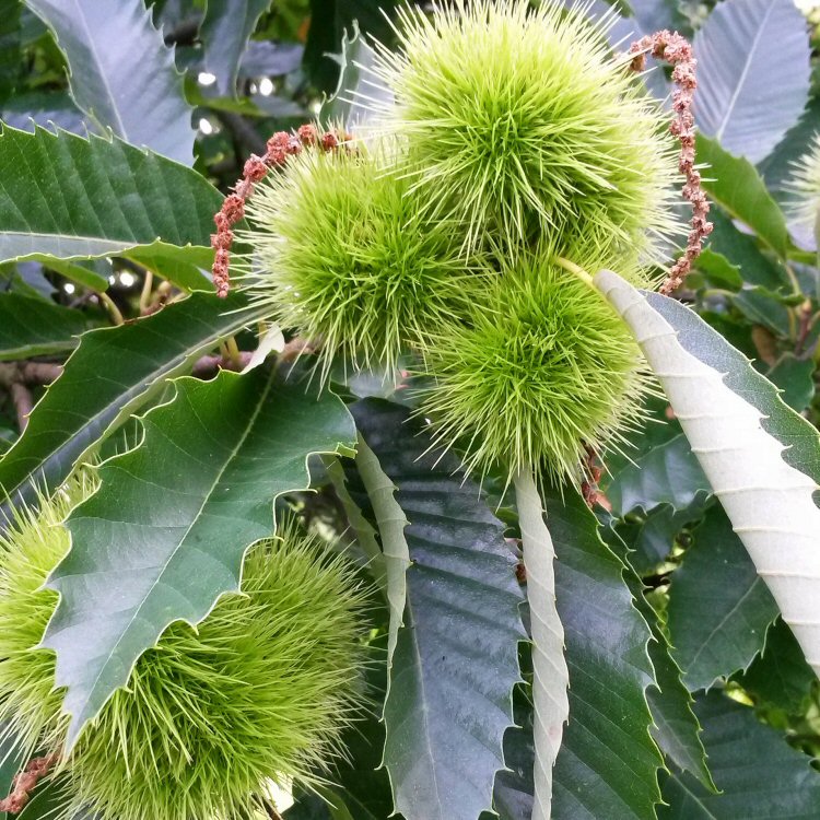 Sweet chestnut catkins as the summer ends at Kew Gardens in autumn begins