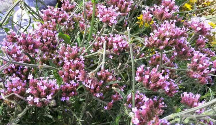 Purple flowers as the summer ends at Kew Gardens in autumn begins