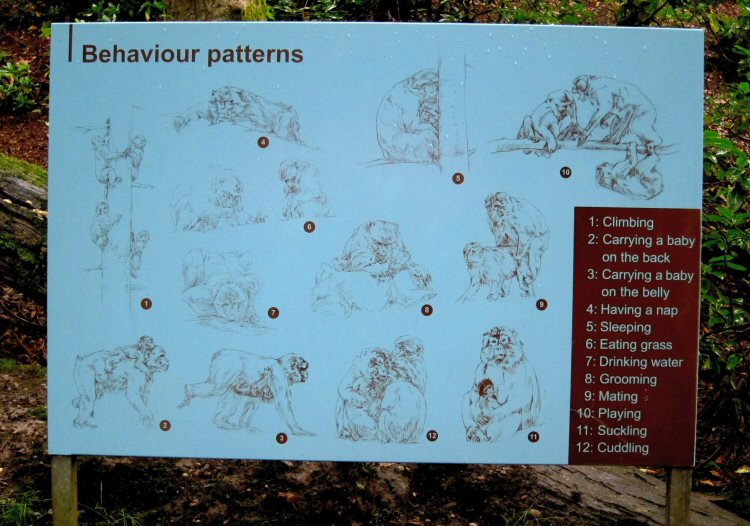 Sign showing the different behaviour patterns of the Barbary Macaques at Trentham Monkey forest