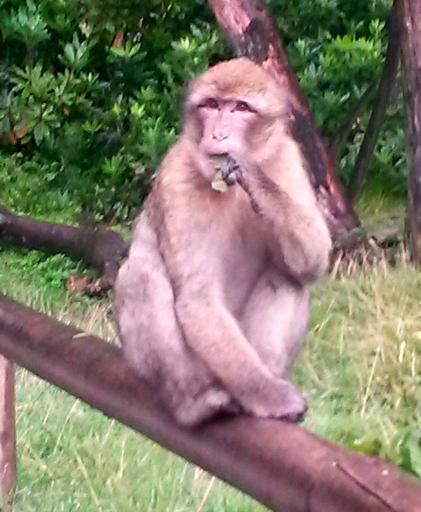 One of the Barbary macaques at Trentham Monkey Forest sitting on a log and eating