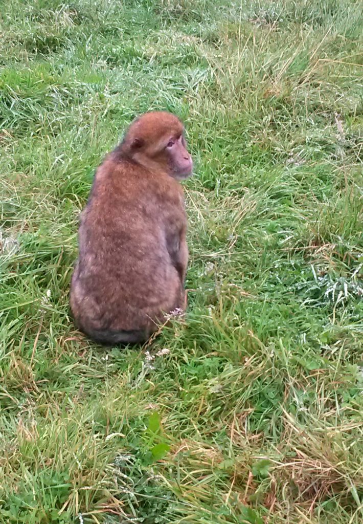 Barbary Macaque at Trentham Monkey Forest sits on the grass