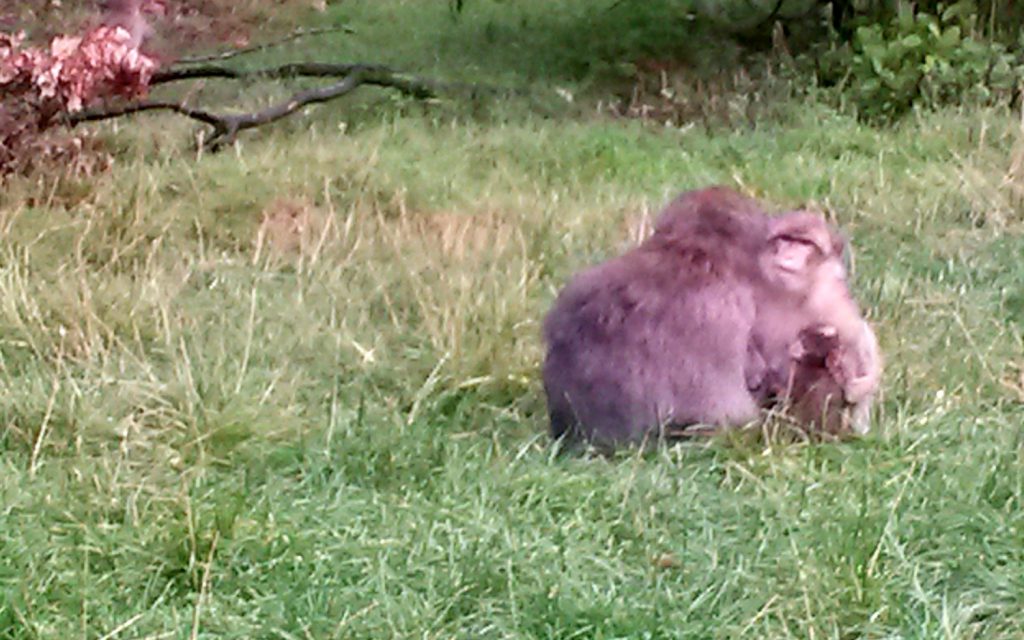 Two Barbary macaques sit together in the grass at Trentham Monkey Forest