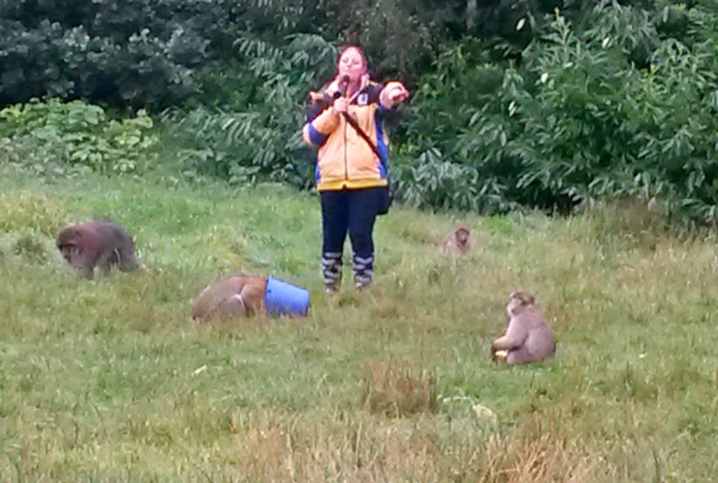 One of the members of staff at Trentham Monkey Forest during feeding time, as one of the Barbary macaques investigates inside a blue bucket