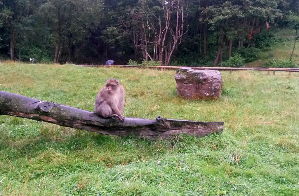 One of the Trentham monkey forest Barbary Macaques sitting on a log