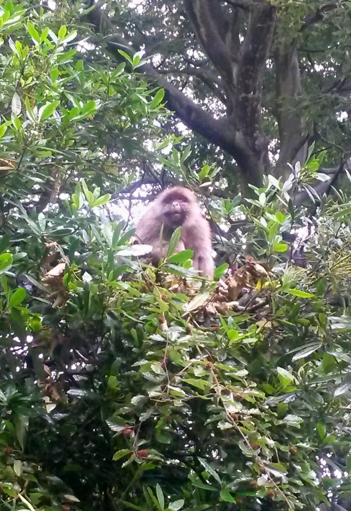 A Barbary macaque looks down from the trees