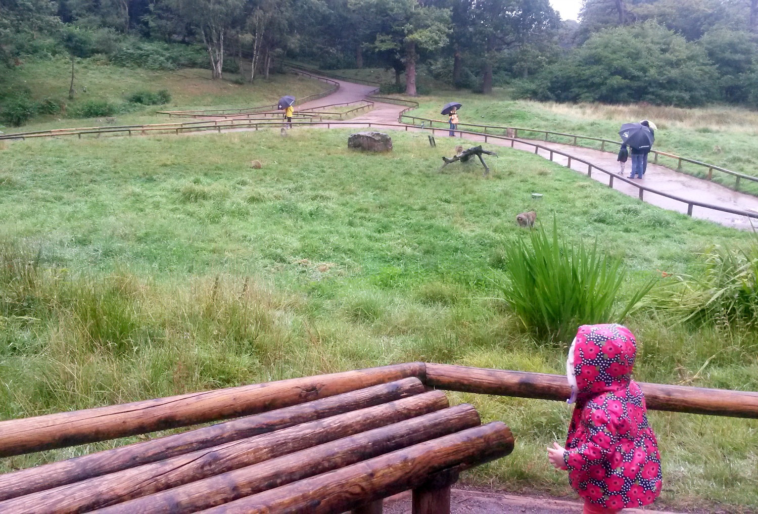 My daughter looks for Barbary macaques at Trentham Monkey Forest