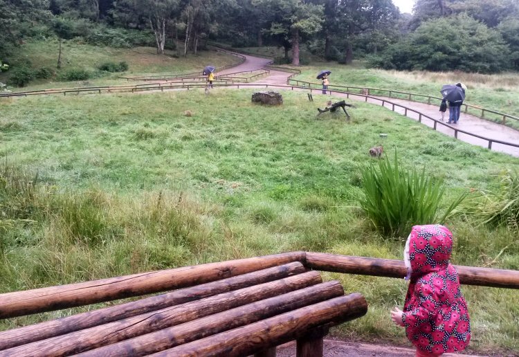 My daughter looks for Barbary macaques at Trentham Monkey Forest