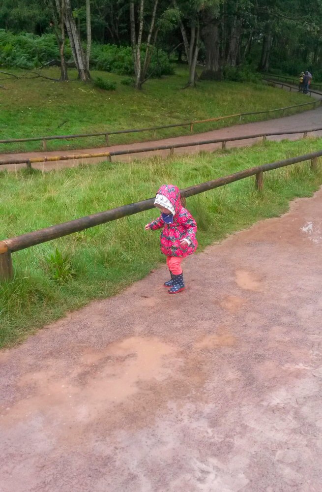 My daughter splashes in muddy puddles at Trentham Monkey Forest