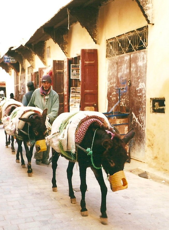 Team of donkeys walking through the medina in Fes